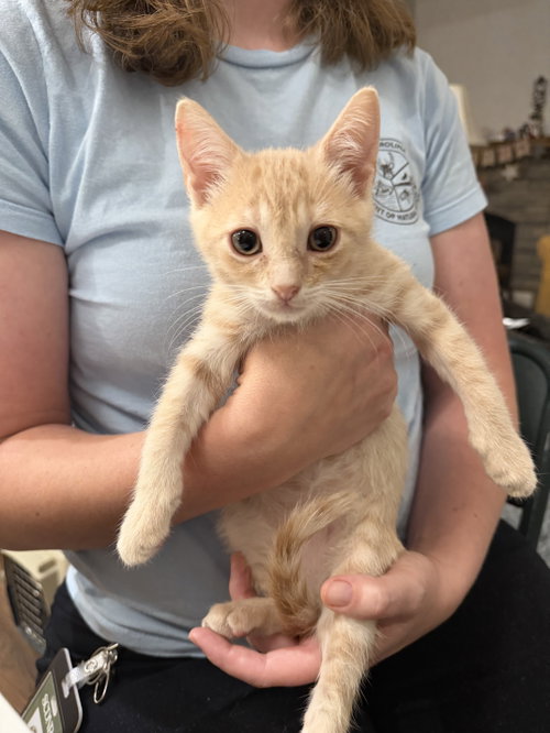 Knuckleball (Available for pre-adoption), Domestic Short Hair, cat for adoption in Camden, South Carolina