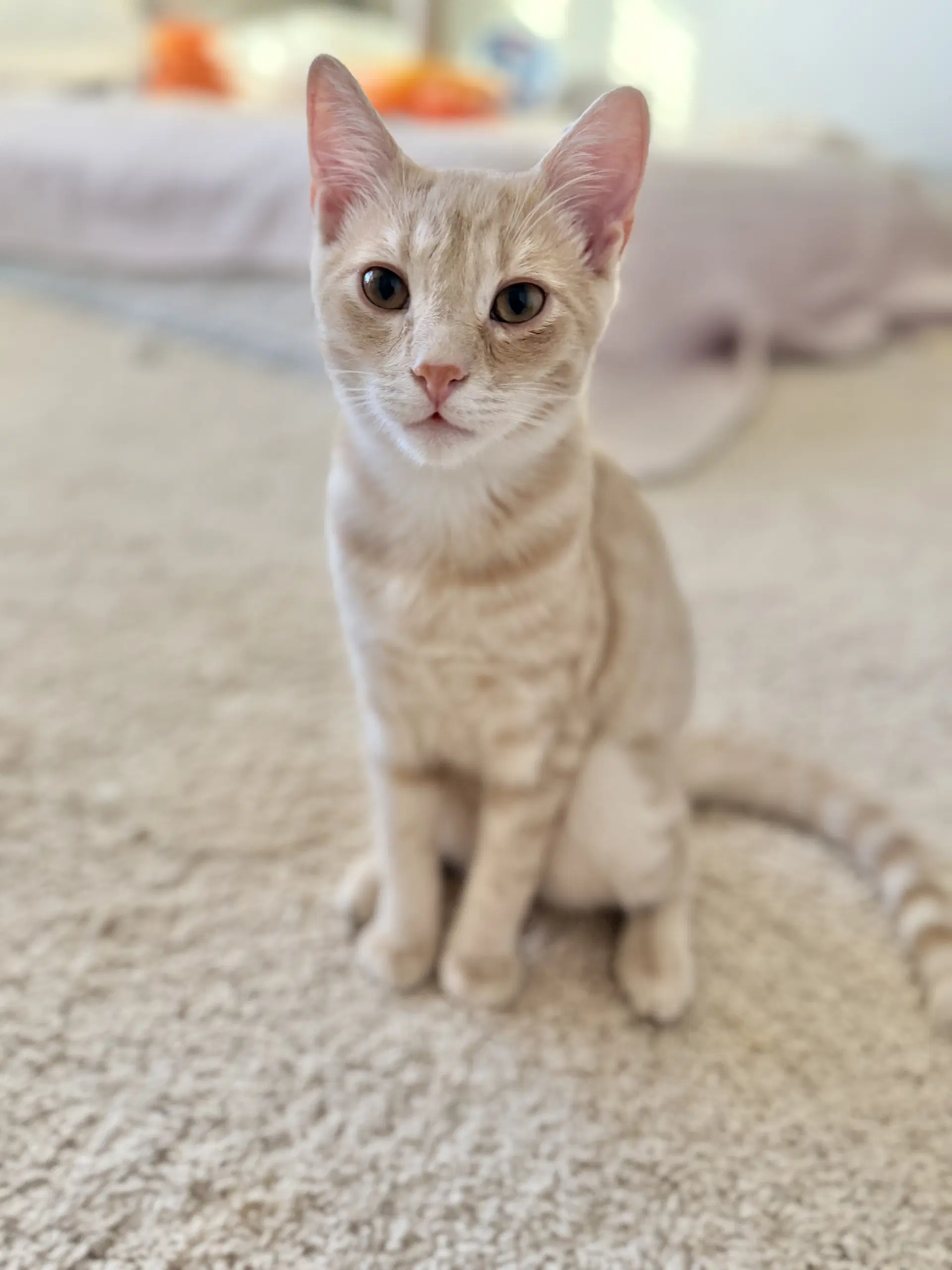 Knuckleball - Domestic Short Hair