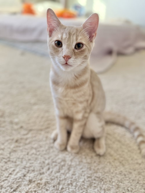 Knuckleball, a cat for adoption from Cat Around Town Project
