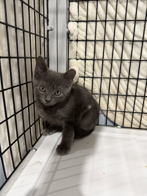 Hysteria, Russian Blue, cat for adoption in Camden, South Carolina