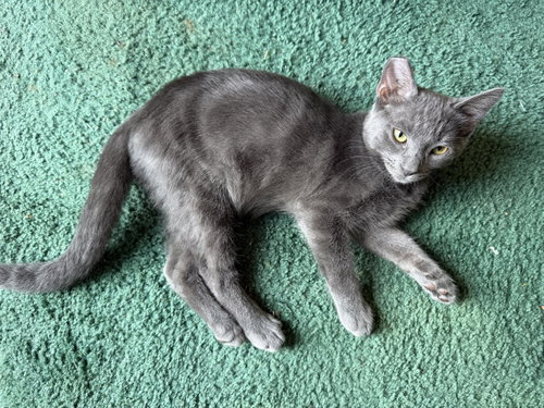 Hysteria, a cat for adoption from Cat Around Town Project