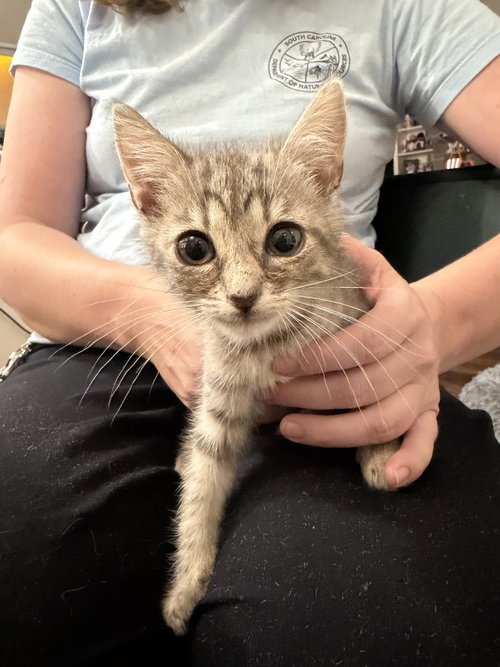Change Up (Available for pre-adoption), Domestic Short Hair, cat for adoption in Camden, South Carolina