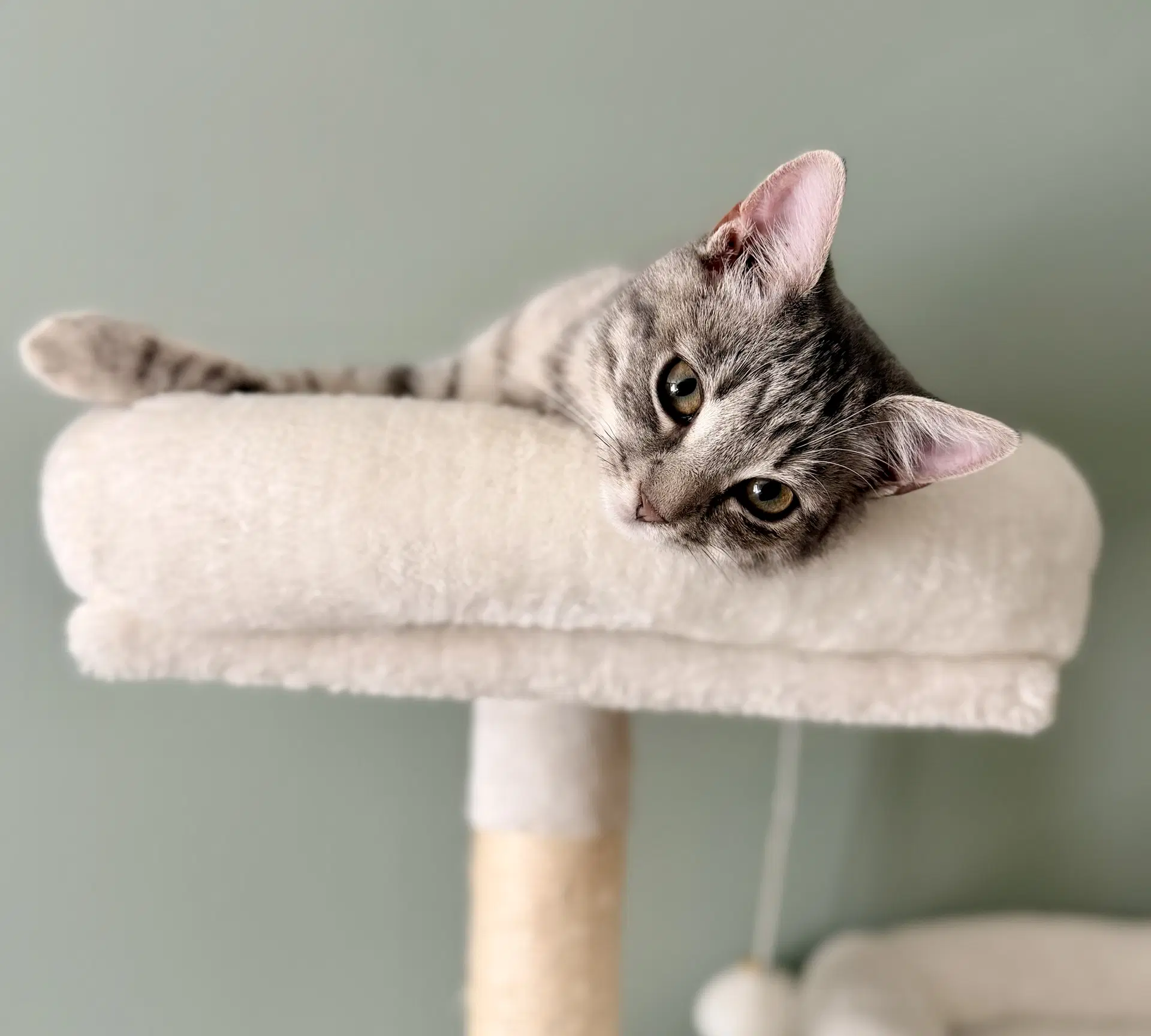 Change Up Available For Pre-Adoption - Domestic Short Hair