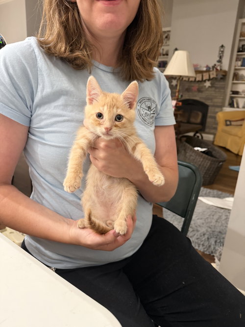 Curveball (Available for pre-adoption), Domestic Short Hair, cat for adoption in Camden, South Carolina