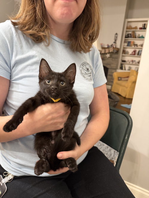 Miss Demeanor (Available for pre-adoption), Domestic Short Hair, cat for adoption in Camden, South Carolina