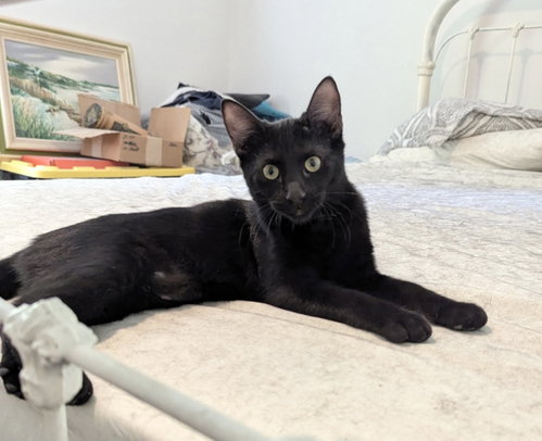 Miss Demeanor (Available for pre-adoption), a cat for adoption from Cat Around Town Project