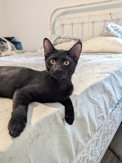 Warrant, a cat for adoption from Cat Around Town Project