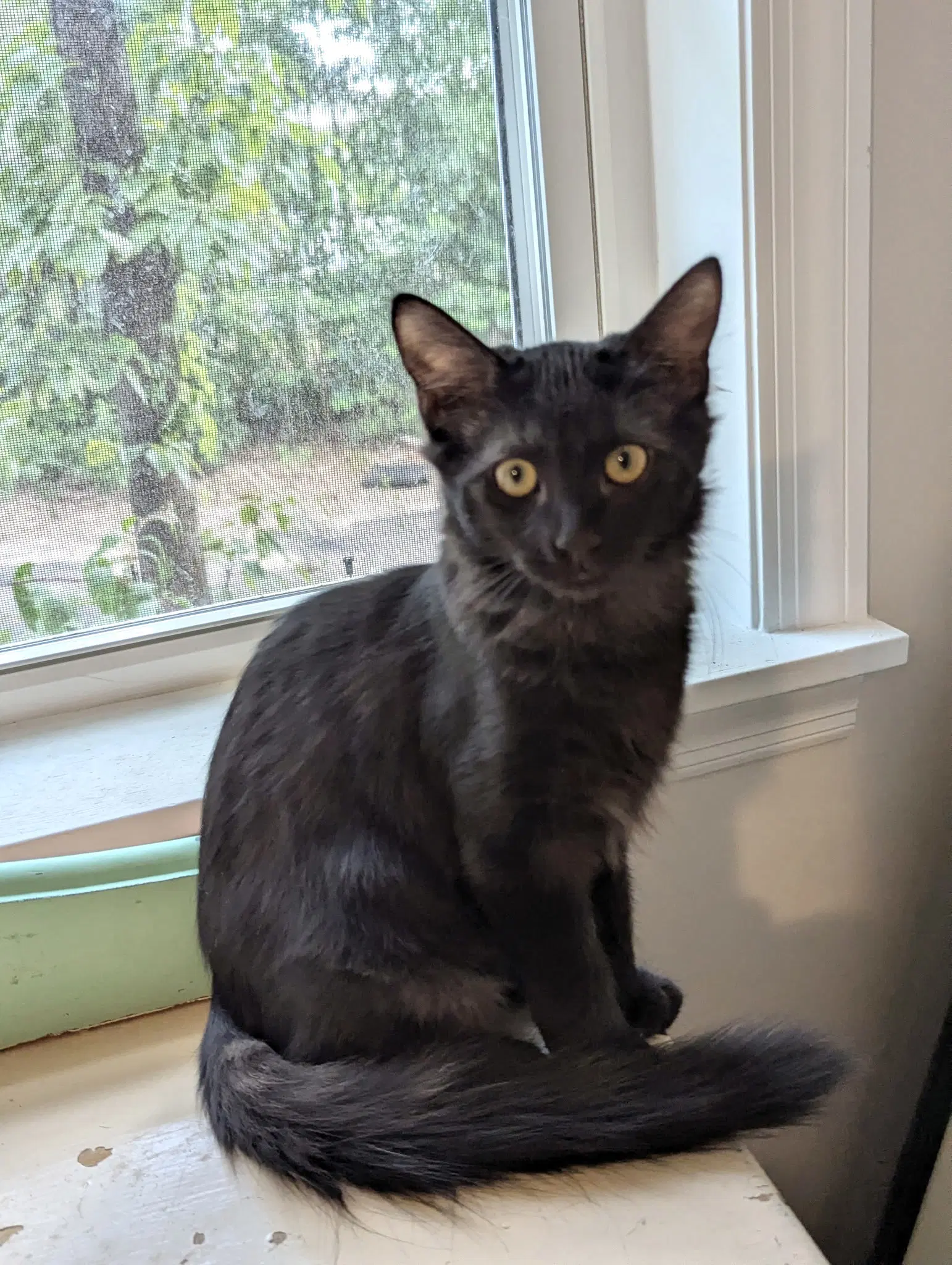 Felony Available For Pre-Adoption - Domestic Long Hair