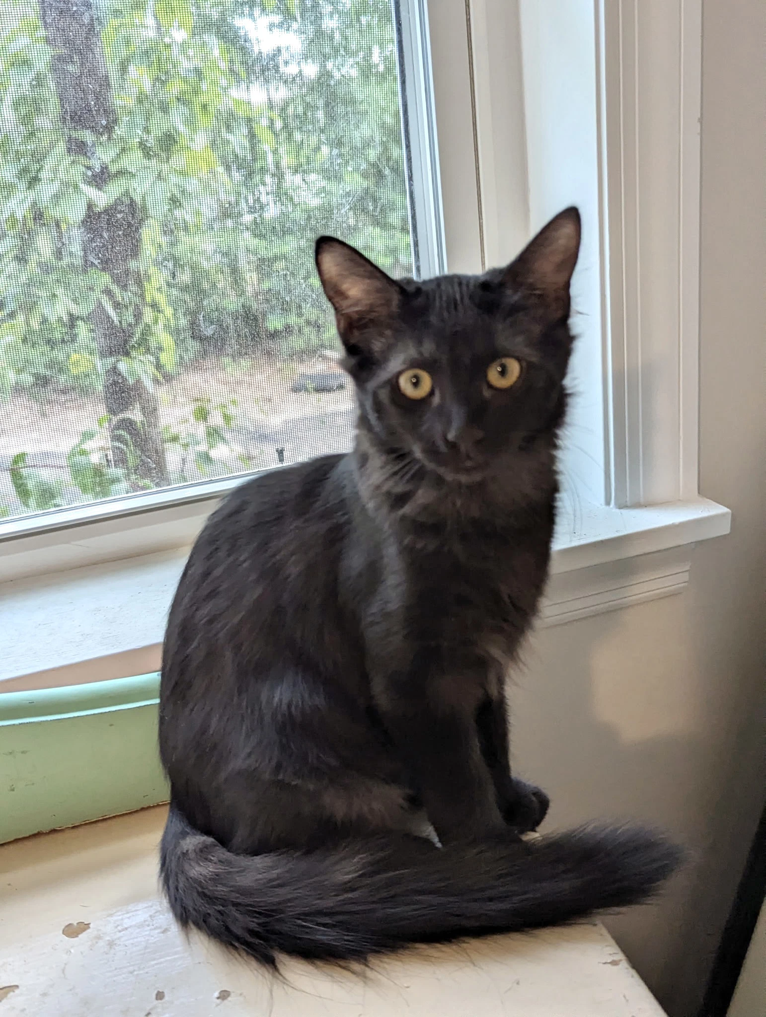 Felony Available For Pre-Adoption