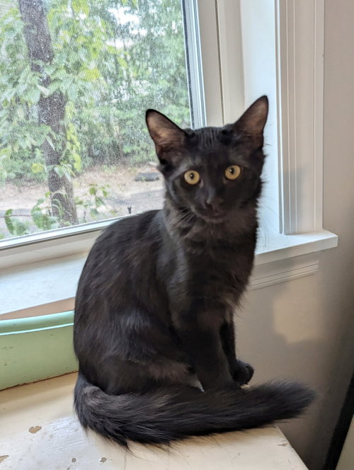 Felony (Available for pre-adoption), a cat for adoption from Cat Around Town Project