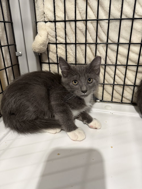 Mayhem, Domestic Short Hair, cat for adoption in Camden, South Carolina