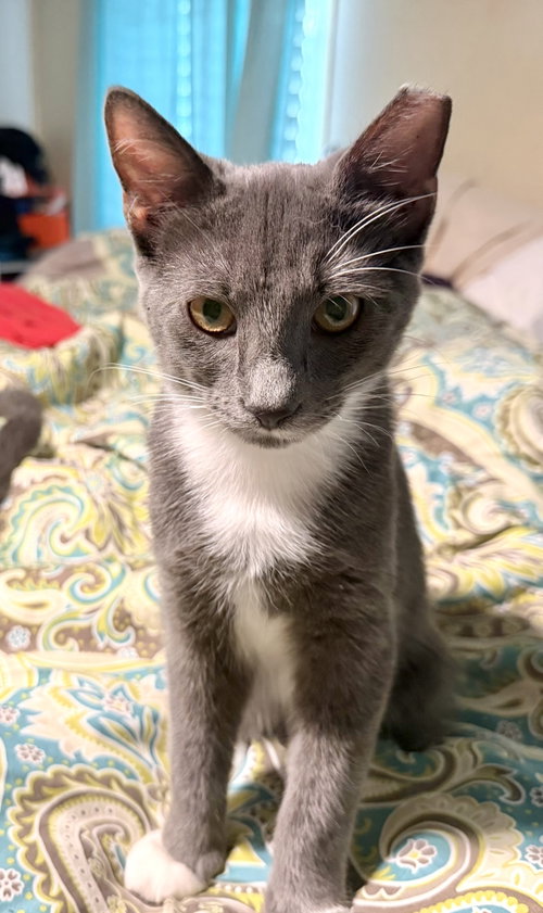 Mayhem, a cat for adoption from Cat Around Town Project