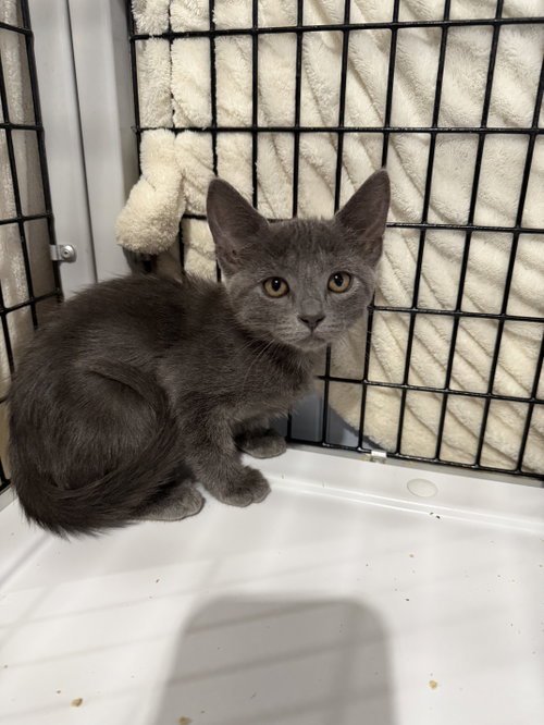 Spitfire (Available for pre-adoption), Russian Blue, cat for adoption in Camden, South Carolina