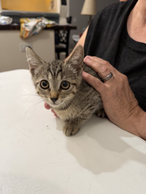 Tater Tot (Available for pre-adoption), Domestic Short Hair, cat for adoption in Camden, South Carolina