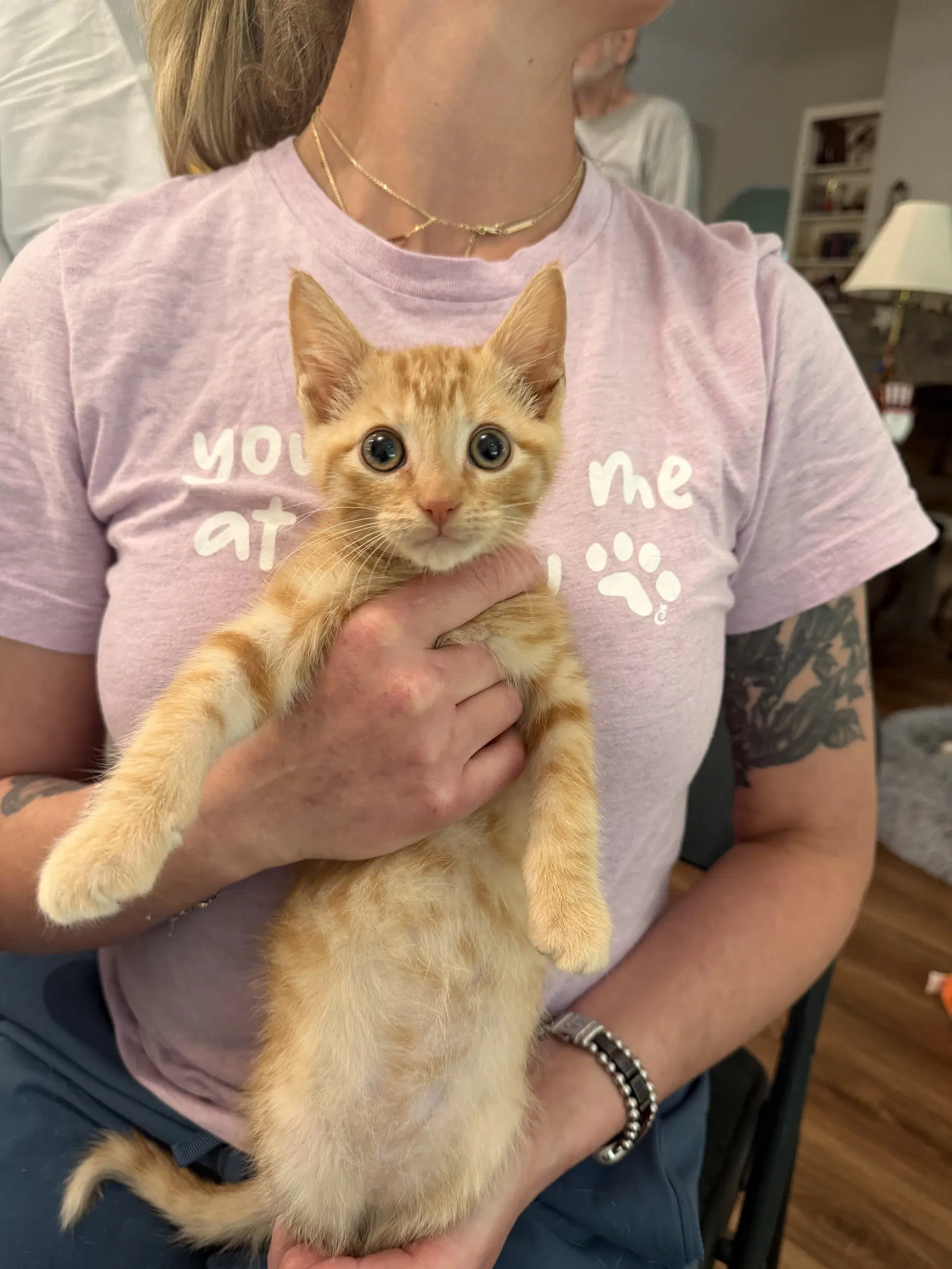 Napoleon Available For Pre-Adoption - Domestic Short Hair
