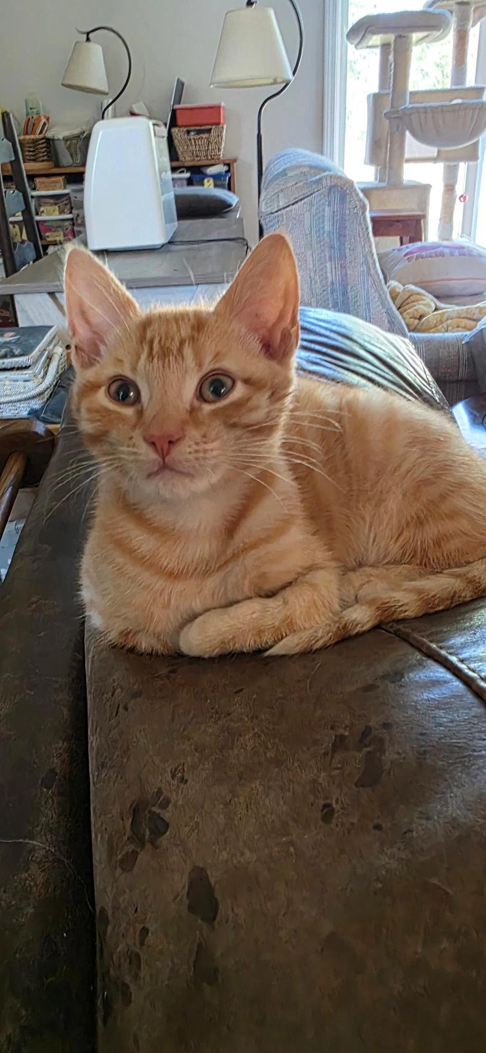 Napoleon Available For Pre-Adoption