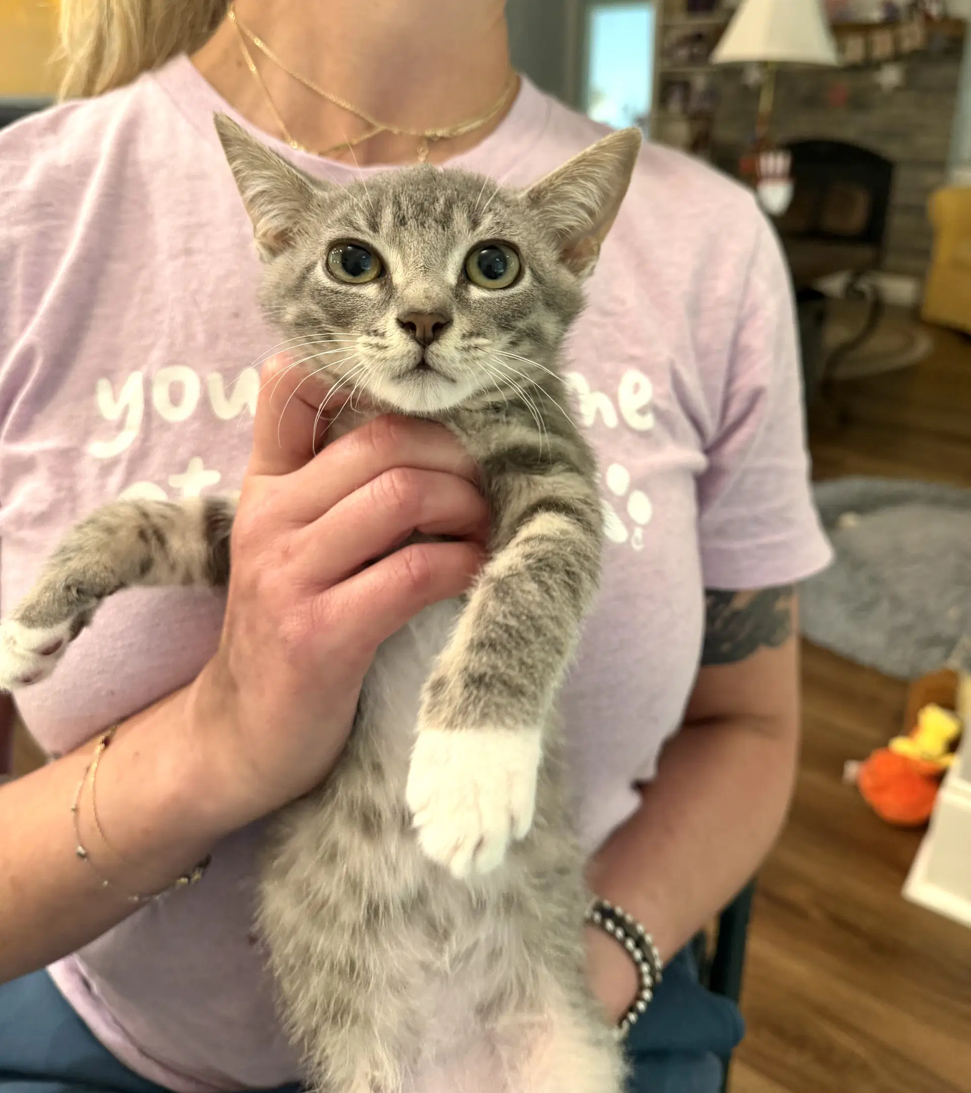 Rude Awakening Available For Pre-Adoption - Domestic Short Hair