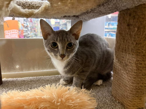Rude Awakening, a cat for adoption from Cat Around Town Project