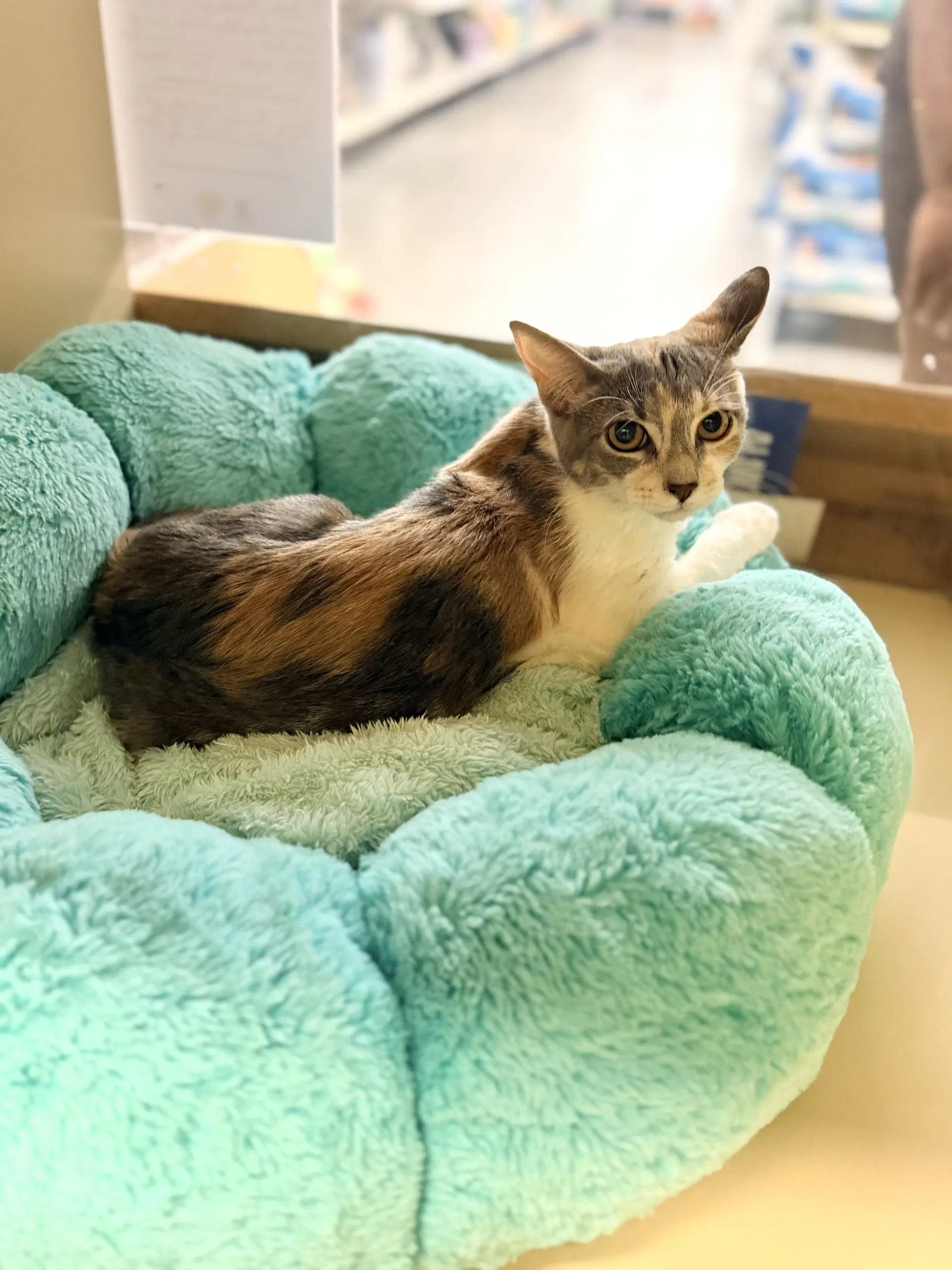 Bombshell - Domestic Short Hair