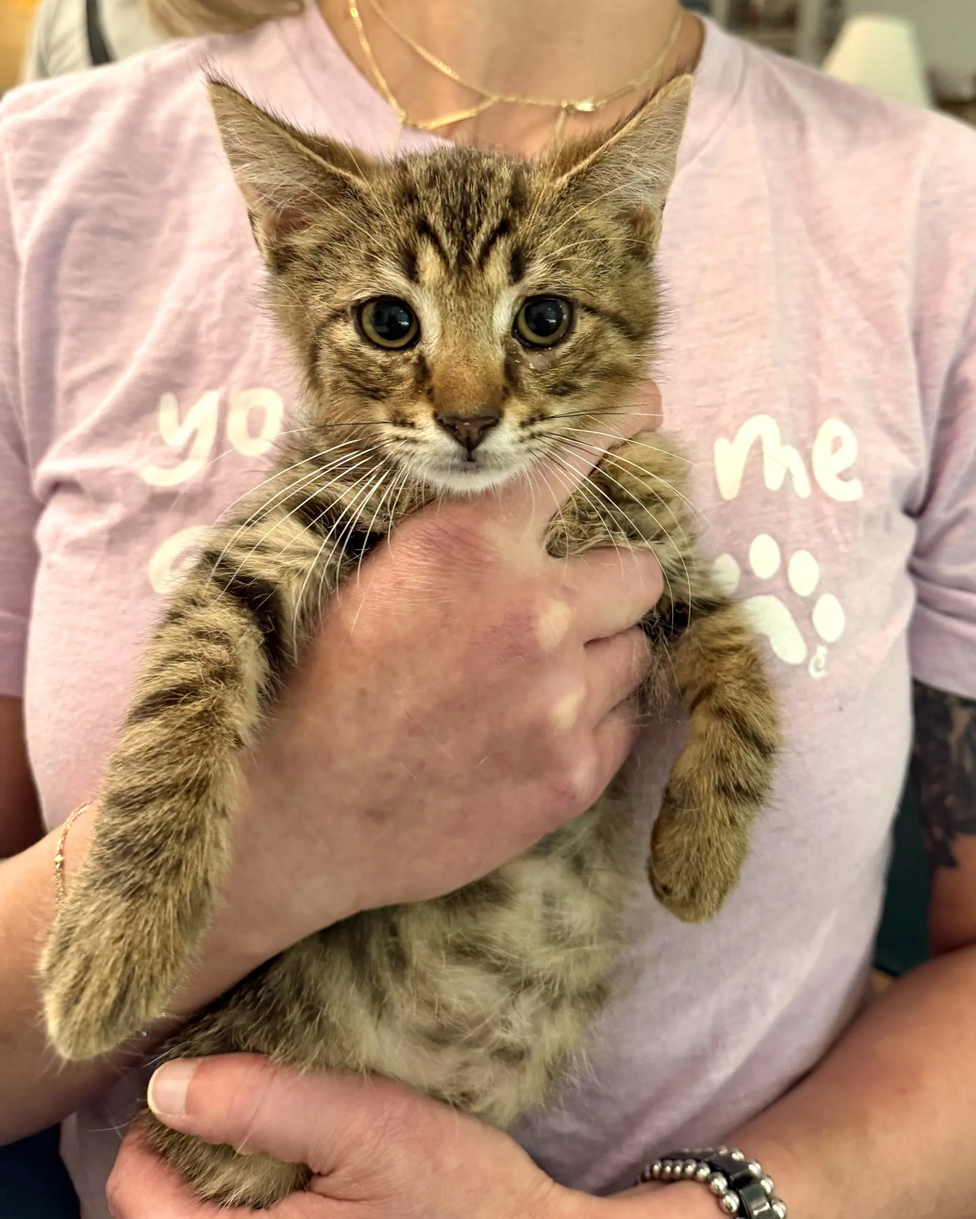 Rayon Available For Pre-Adoption - Domestic Short Hair