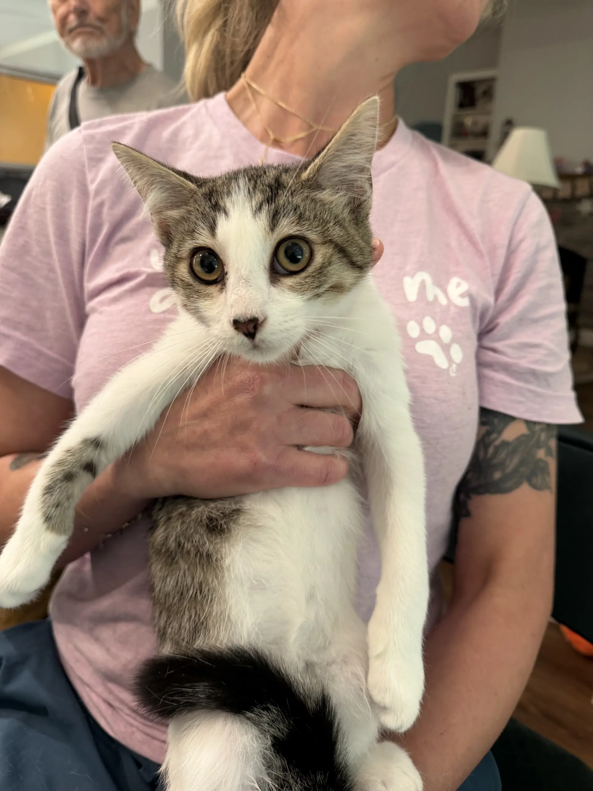 Spandex Available For Pre-Adoption - Domestic Short Hair