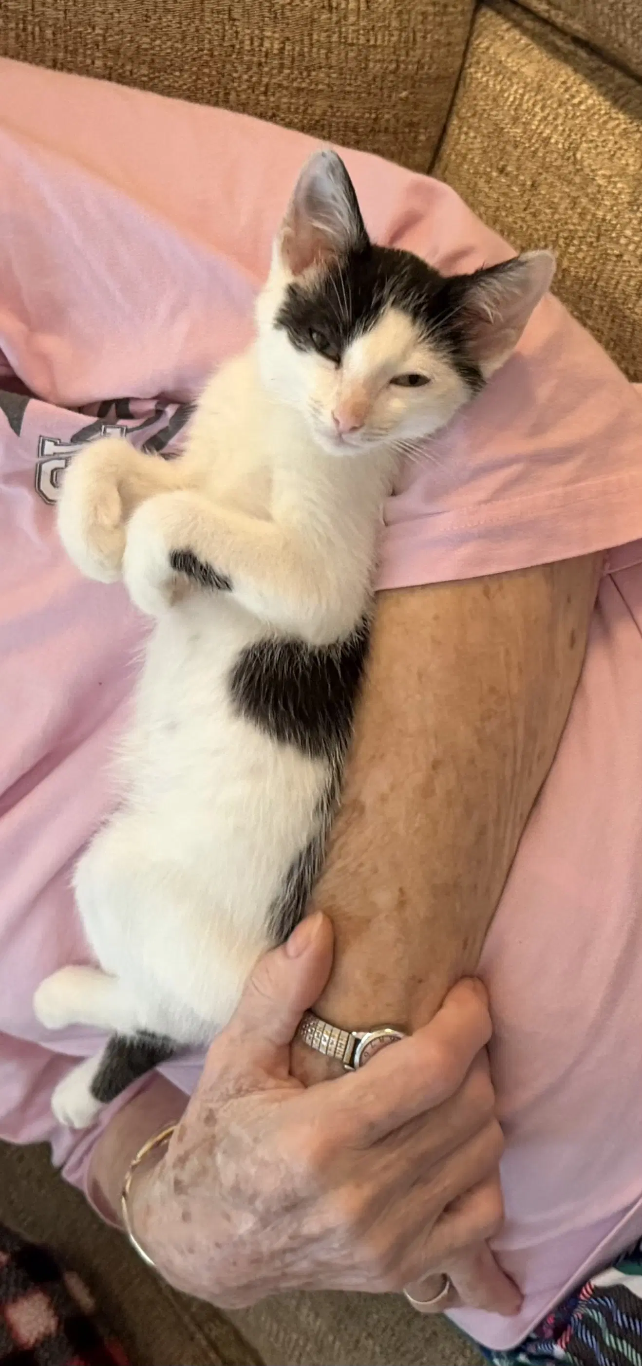 Coal Bucket Available For Pre-Adoption - Domestic Short Hair
