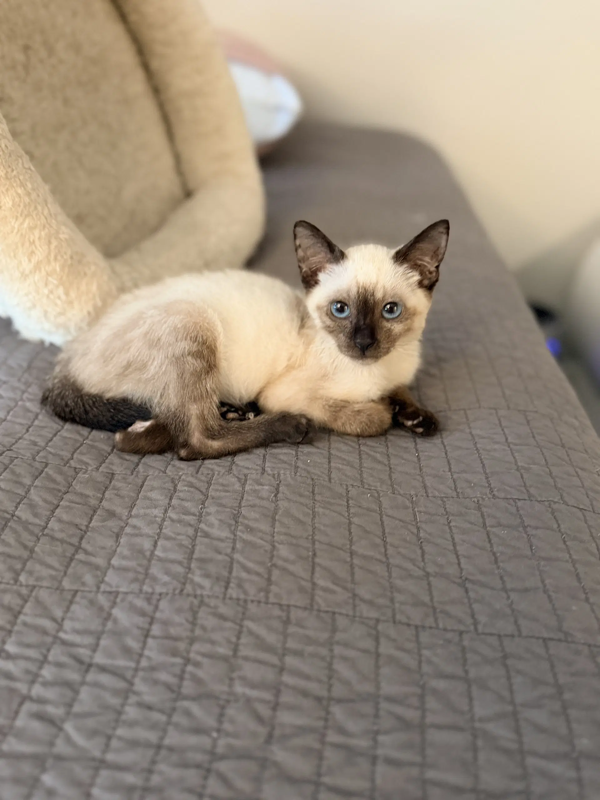 Enoki Available For Pre-Adoption - Siamese