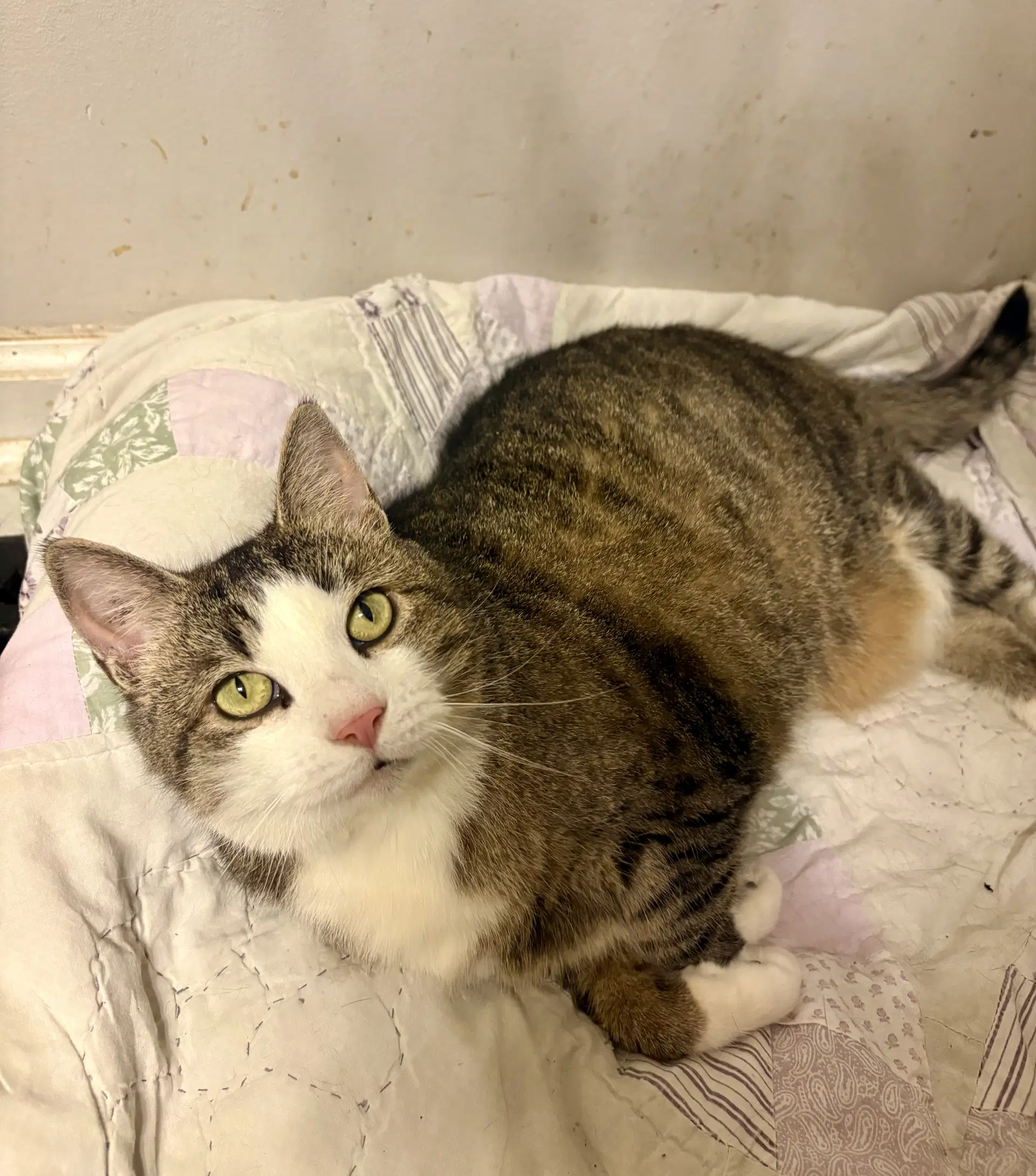Dorthia - Domestic Short Hair