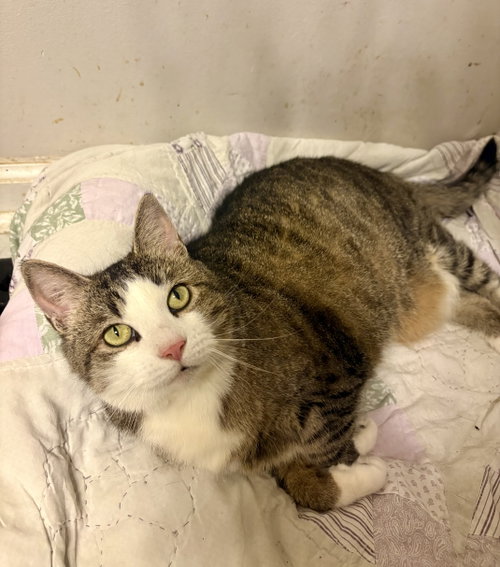 Dorthia, a cat for adoption from Cat Around Town Project