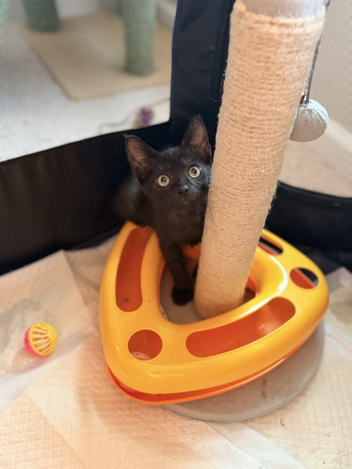 Photo 3 of Spicy Chicken Nugget (Available for pre-adoption)