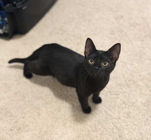 Spicy Chicken Nugget (Available for pre-adoption), a cat for adoption from Cat Around Town Project