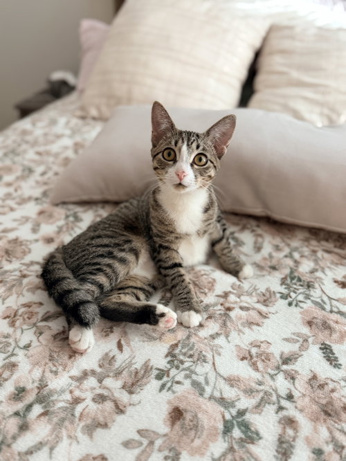 Snippit, a cat for adoption from Cat Around Town Project