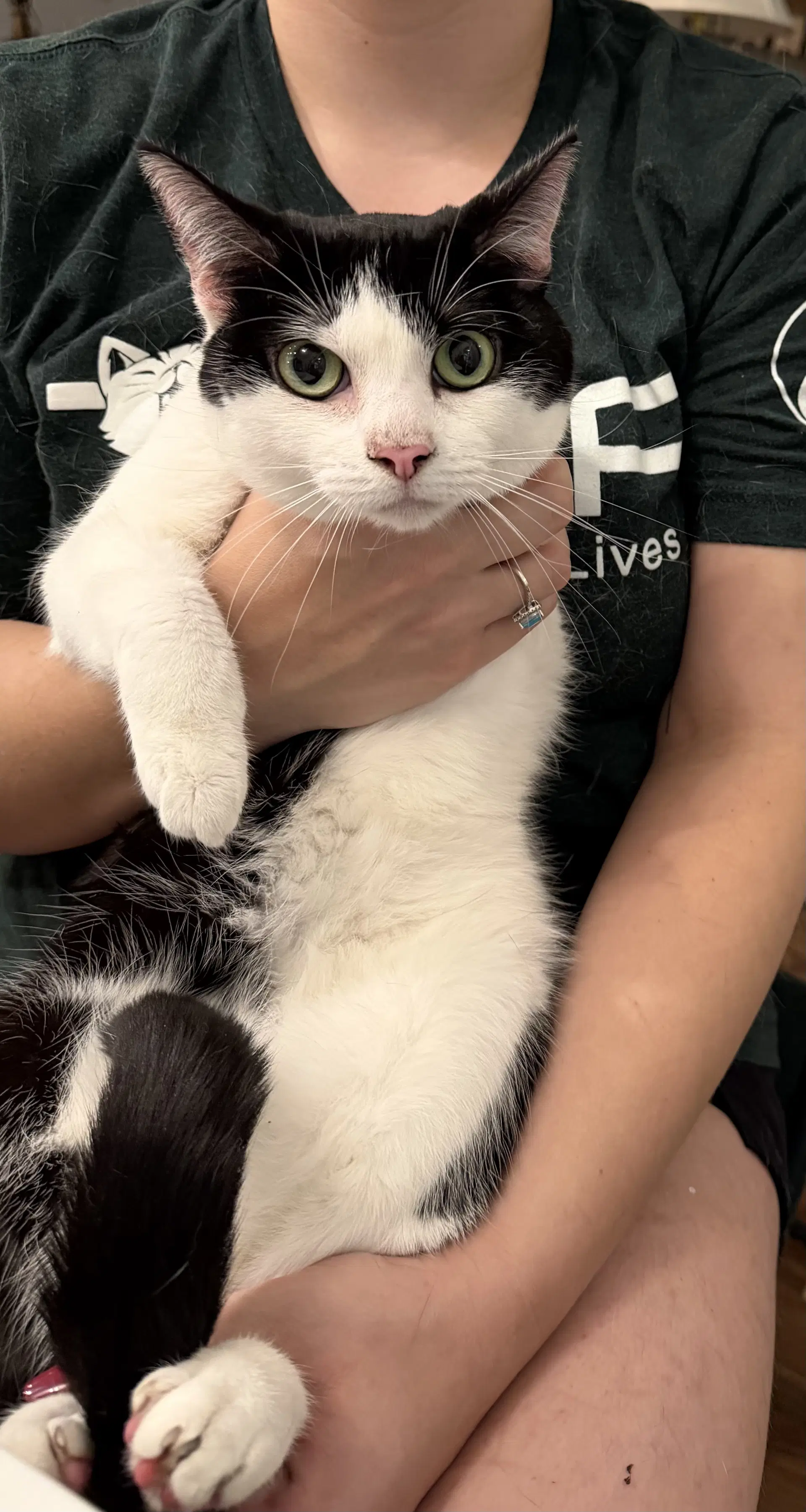 Fidget - Domestic Short Hair