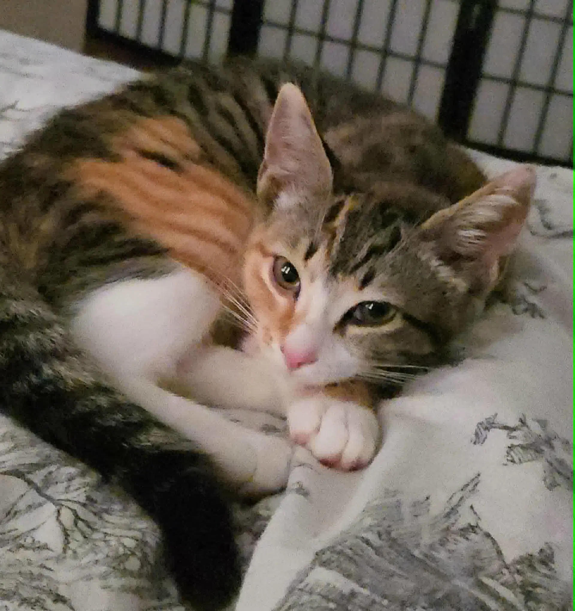 Promo - Domestic Short Hair