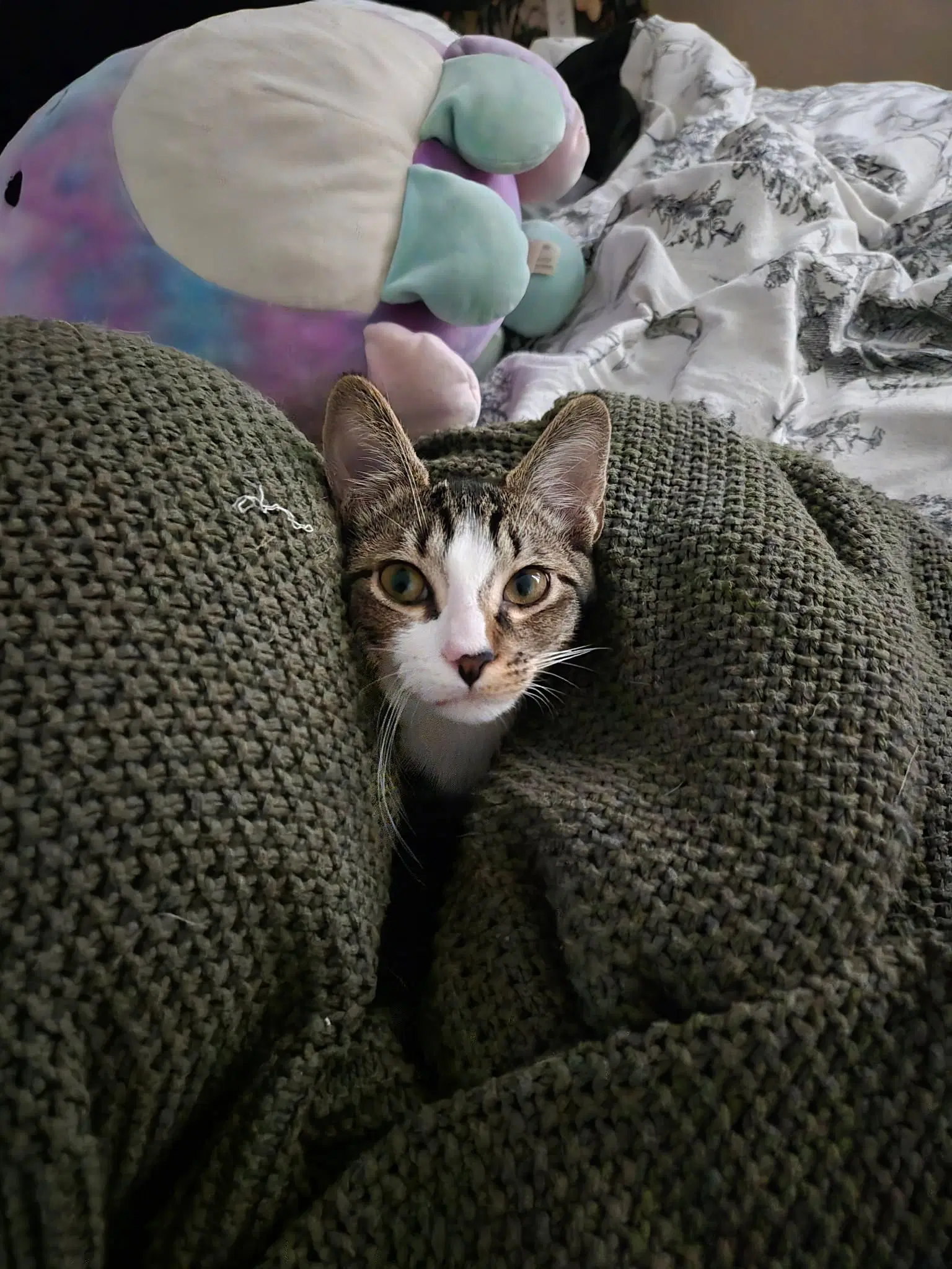 Freebie - Domestic Short Hair
