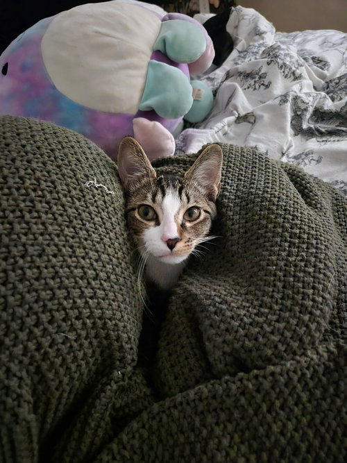 Freebie, a cat for adoption from Cat Around Town Project