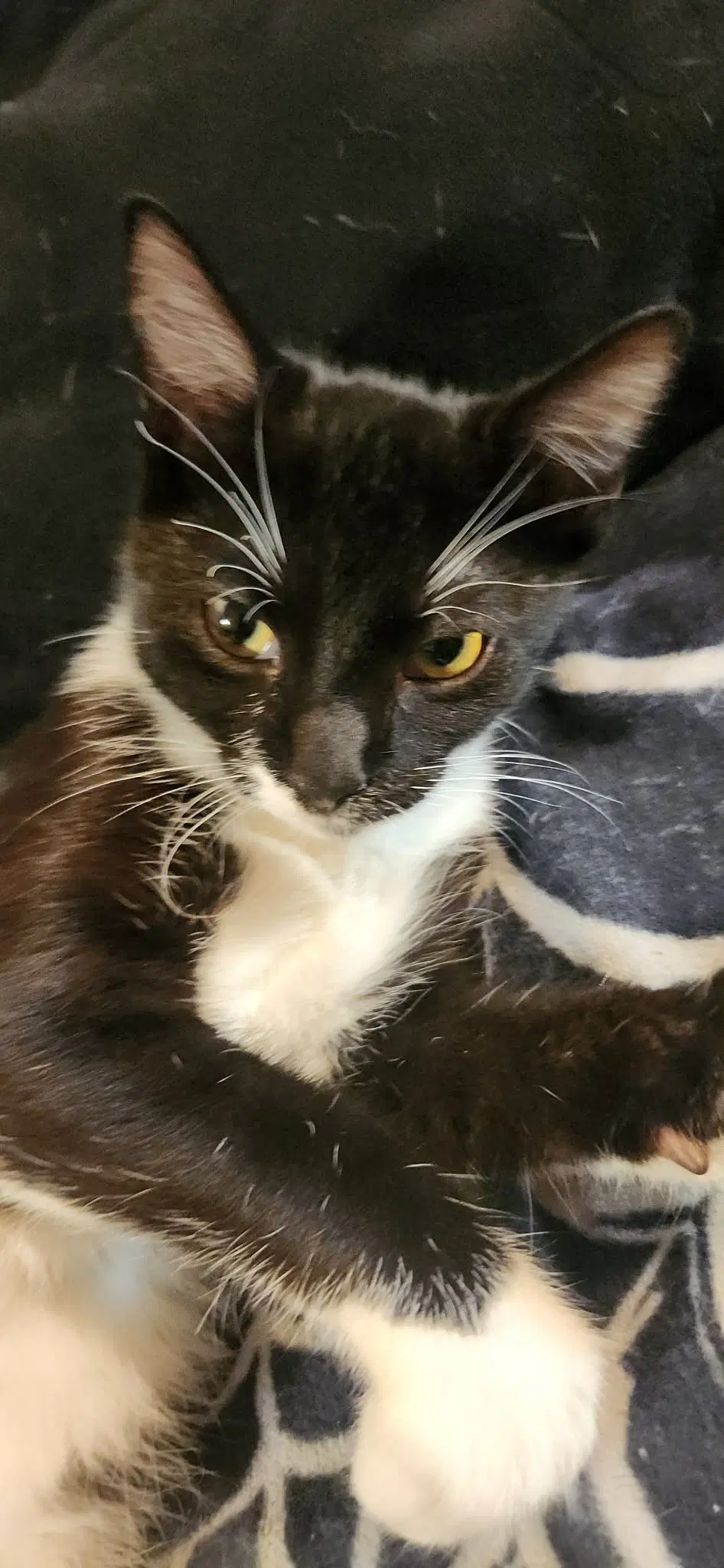 Crutch - Domestic Short Hair