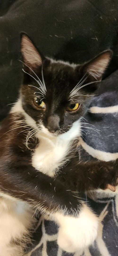Crutch, a cat for adoption from Cat Around Town Project