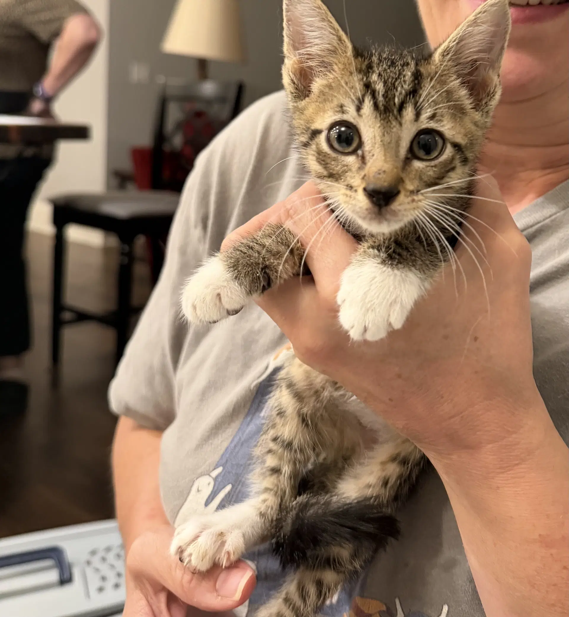 Stubbs Available For Pre-Adoption - Domestic Short Hair