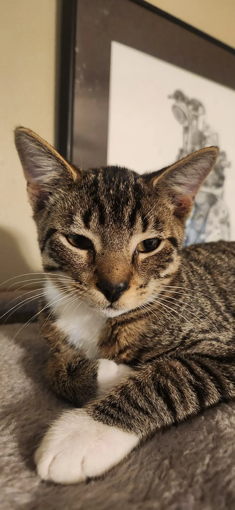 Stubbs - Domestic Short Hair