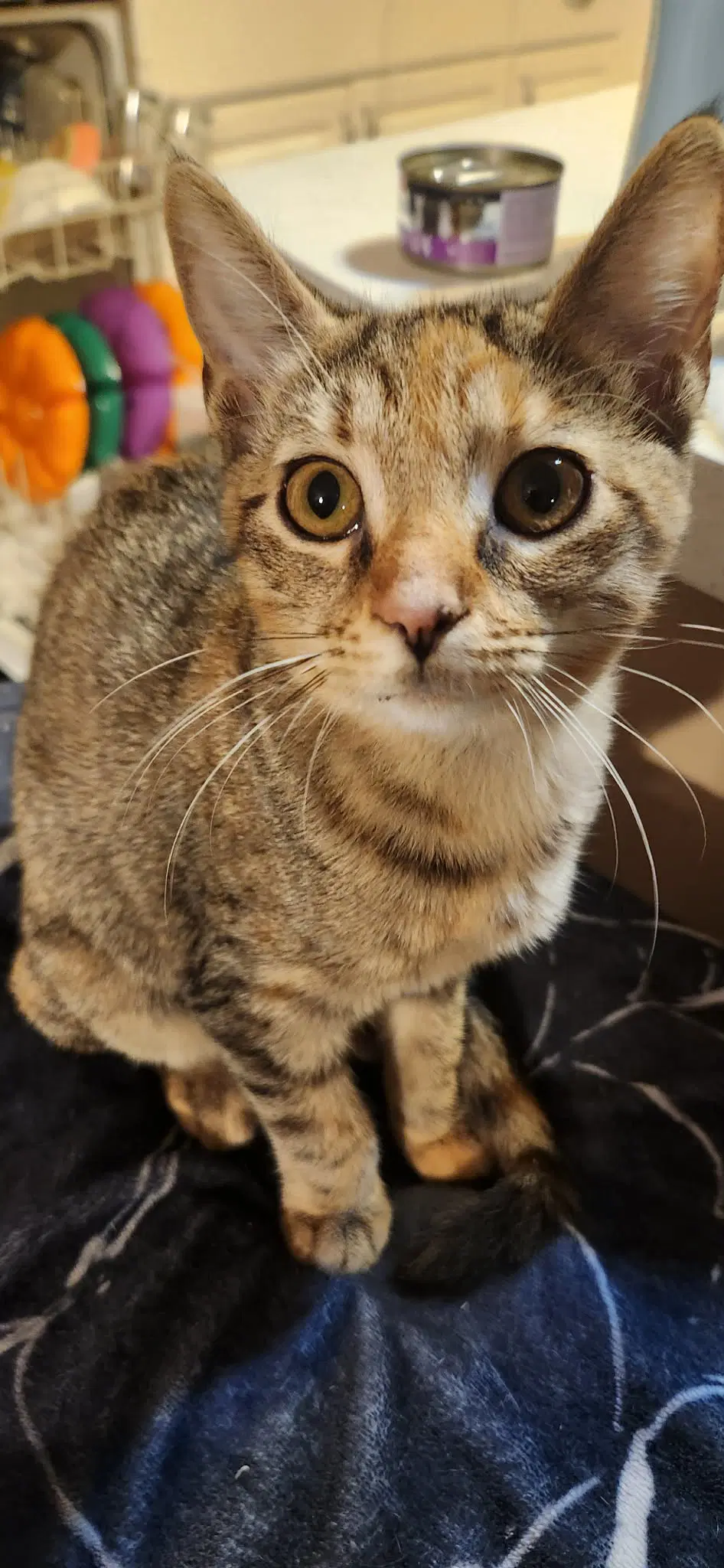 Flapper - Domestic Short Hair