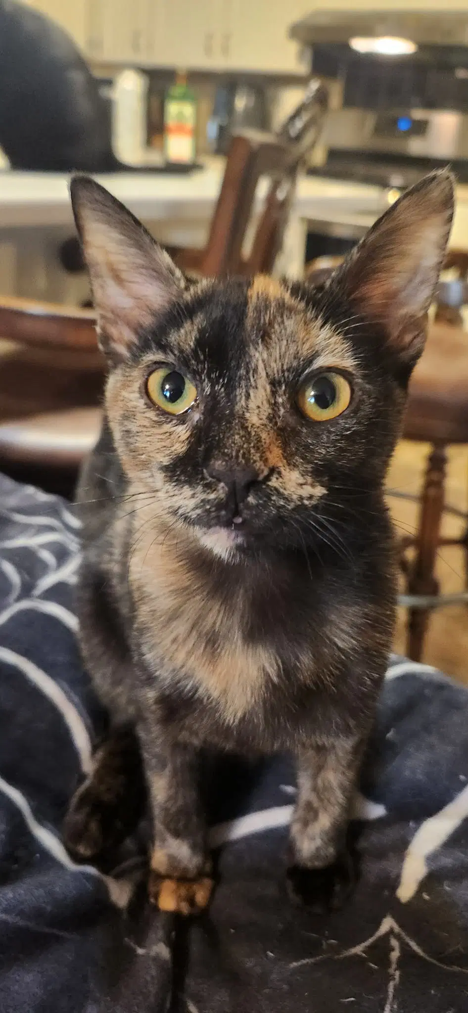 Peg Leg - Domestic Short Hair