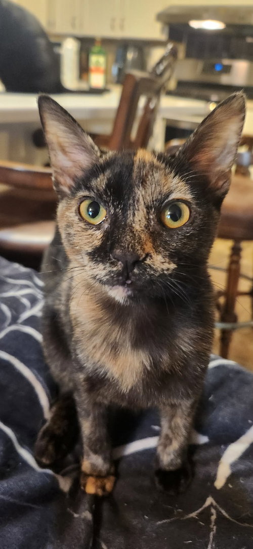 Peg Leg, a cat for adoption from Cat Around Town Project