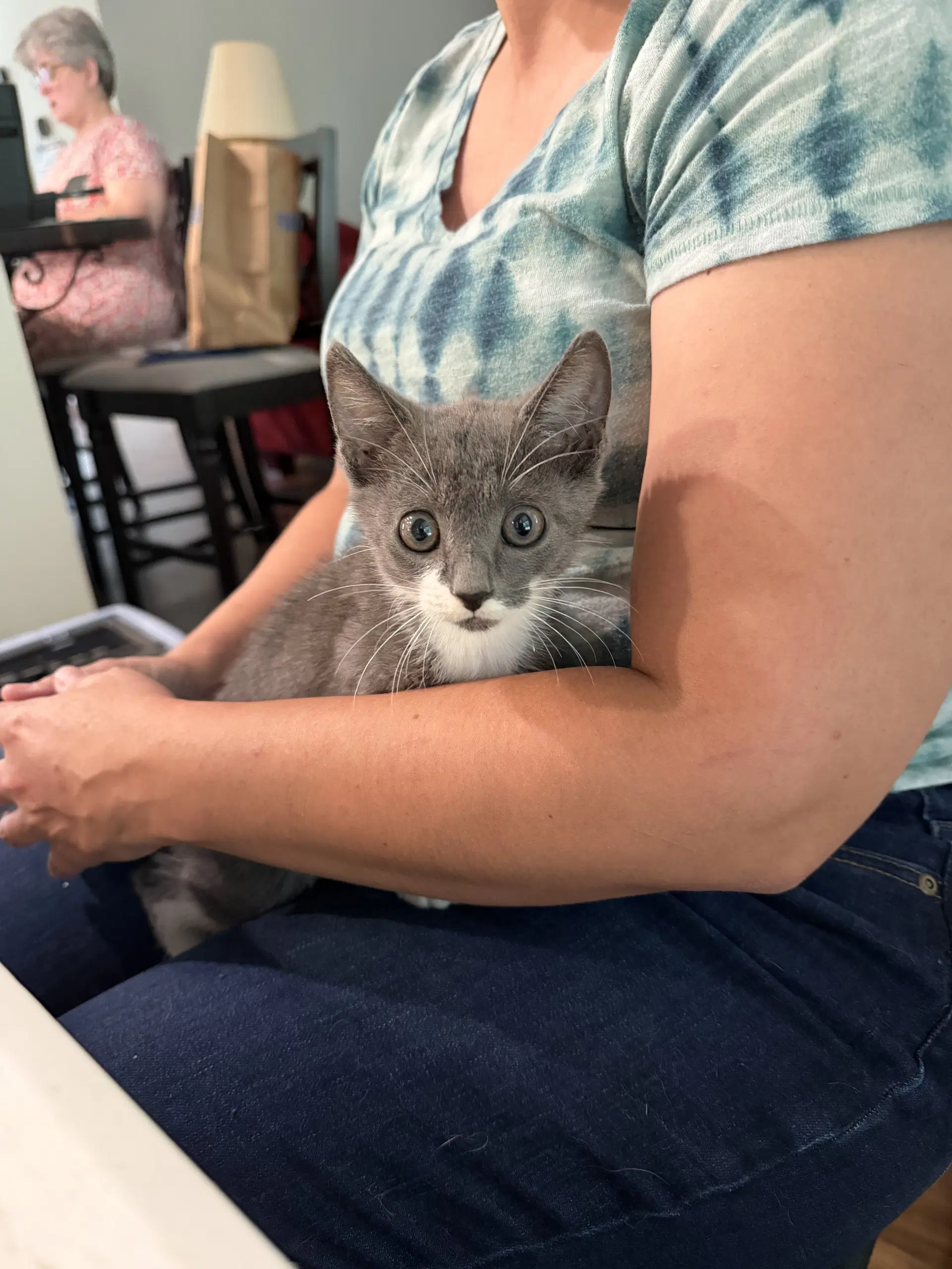 Zig Zag Available For Pre-Adoption - Domestic Short Hair