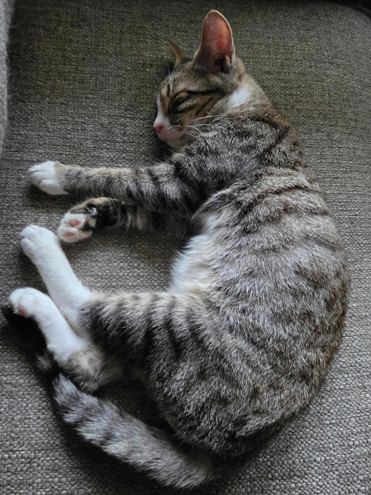 Static Available For Pre-Adoption - Domestic Short Hair