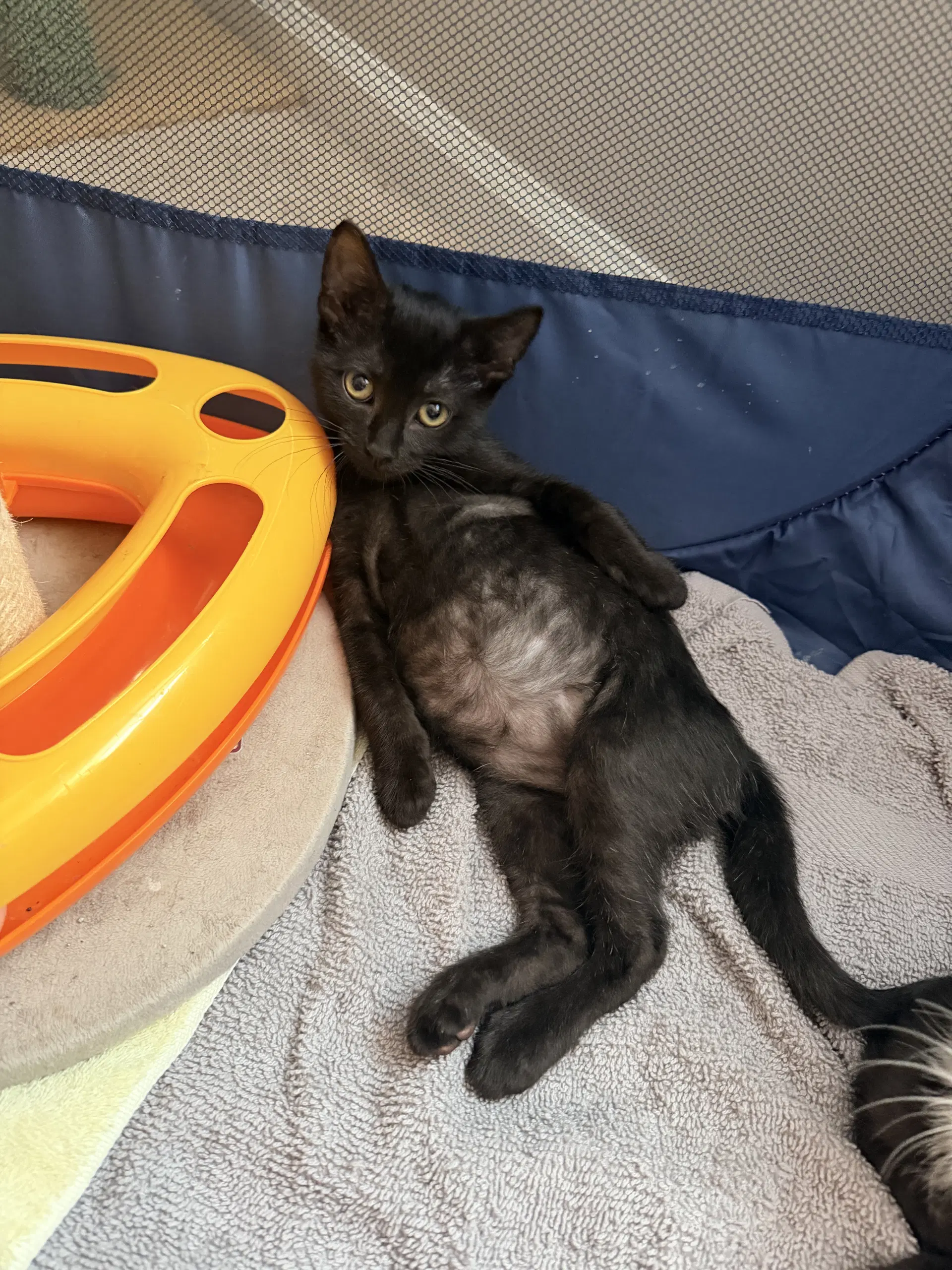Waffle Fry Available For Pre-Adoption - Domestic Short Hair