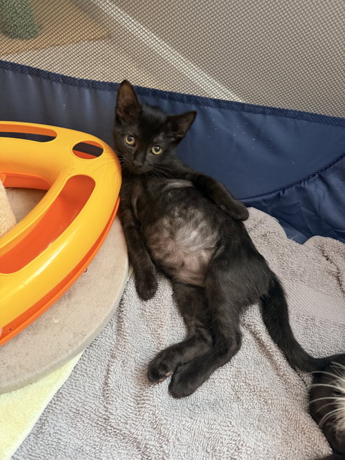 Photo 2 of Waffle Fry (Available for pre-adoption)