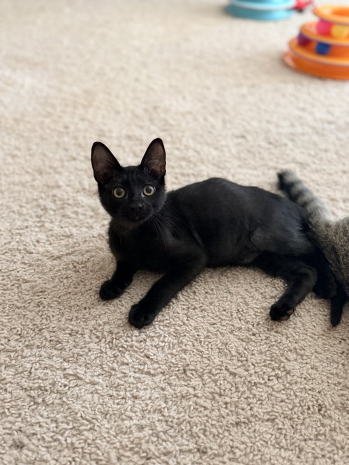 Photo 5 of Waffle Fry (Available for pre-adoption)
