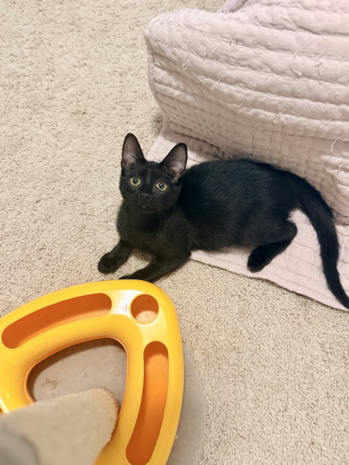 Photo 3 of Waffle Fry (Available for pre-adoption)