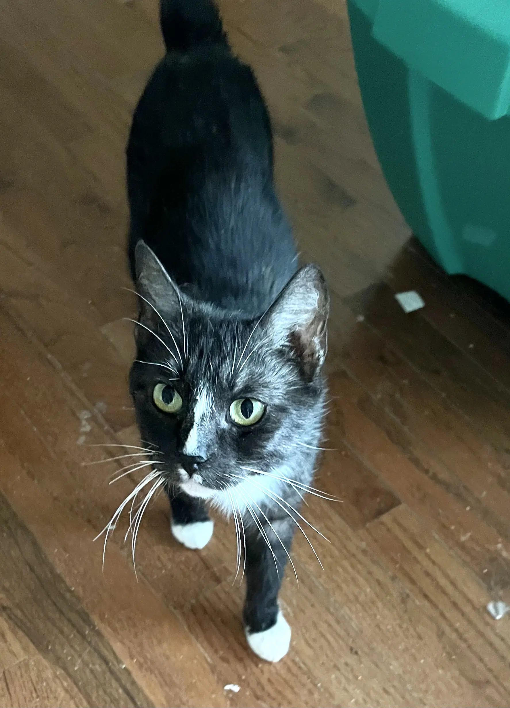 Mumzy - Domestic Short Hair